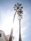 Vista inferior de palmeras cerca del edificio a contraluz, Santa Barbara, EE.UU. - foto de stock