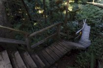 Escaleras de madera en bosque de secuoyas, Isla Vancouver, Canadá - foto de stock