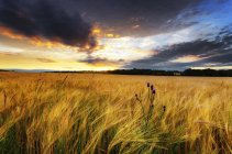 Champ d'orge et chardon au coucher du soleil, East Lothian, Écosse — Photo de stock