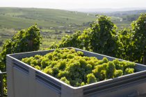 Uvas verdes colhidas em caixote na vinha — Fotografia de Stock
