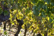 Uvas verdes que crecen en las plantas del viñedo - foto de stock
