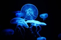 Синие сияющие медузы на черном фоне — стоковое фото
