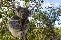 Primer plano de Koala durmiendo en la rama del árbol - foto de stock