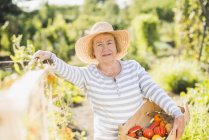 Mujer mayor sonriente en el jardín sosteniendo cajón con variedad de tomates - foto de stock