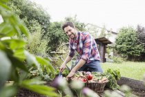 Взрослый кавказский мужчина садоводство в огороде — стоковое фото
