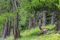 Олень тварин в зелений ліс, лежачи на галявині — стокове фото