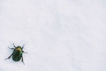 Escarabajo verde brillante en una pared blanca - foto de stock
