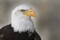 Portrait of a bald eagle — Stock Photo