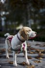 Dog on leash walking in park — Stock Photo