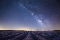Vista panorâmica dos campos de lavanda durante o dia, Provence, França — Fotografia de Stock