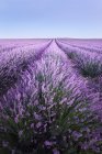 Scenic view of lavender fields at daytime, Provence, France — Stock Photo