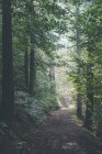 Германия, Саксония, тропа в лесу в дневное время — стоковое фото
