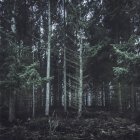 Alemanha, Altenahr, floresta de coníferas — Fotografia de Stock