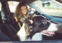 Жінку водіння автомобіля, собака, сидячи на сидіння — стокове фото