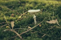 Мухомор зелений, смерть cap грибів на ліс Зелений лишайника — стокове фото