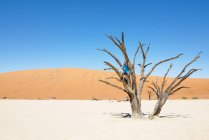 Намібія, Наміб, людина, що сидить на Мертве дерево у Deadvlei — стокове фото
