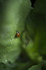 Vista de cerca de una mariquita en la hoja verde mojada - foto de stock