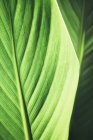 Лист бананового растения, Musaceae, крупным планом — стоковое фото