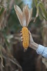 Female hand holding corn cob — Stock Photo