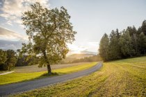 Austria, Carinzia, Ludmannsdorf, strada di campagna, foresta in autunno, contro il sole — Foto stock