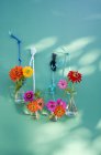 Vidrio de laboratorio con zinnia común fijado con cordones colgando en una pared - foto de stock