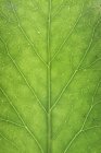 Folha verde, close up — Fotografia de Stock