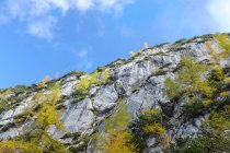 Berchtesgaden Alps, wall of rock, trees in autumn during daytime — Stock Photo