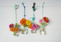 Vidrio de laboratorio con zinnia común fijado con cordones colgando en una pared - foto de stock