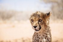 Retrato de close-up de filhote de chita durante o dia, Namíbia — Fotografia de Stock