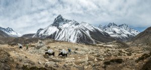 Nepal, Khumbu, regione dell'Everest, Ama Dablam e yak a terra durante il giorno — Foto stock