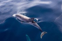 Striped dolphin, Stenella coeruleoalba on water surface — Stock Photo