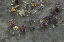 Крупним планом зору різних суха квітів — стокове фото