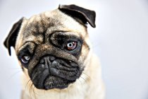 Close-up de pug olhando para a câmera no fundo branco — Fotografia de Stock