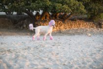 Caniche rosa caminando en la playa de arena - foto de stock