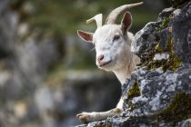 Retrato de cabra joven asomándose desde la roca - foto de stock