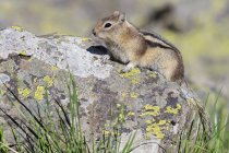 Visão diurna do esquilo sentado na rocha — Fotografia de Stock