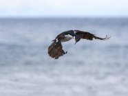 Cormorant bird flying against blue water surface — Stock Photo