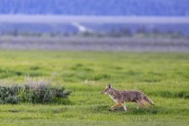Parque Nacional Grand Teton, coyote, Canis latrans, en un prado - foto de stock