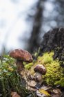 Boletuses mushrooms in a forest — Stock Photo