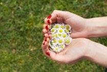 Frauenhände halten Blüten von Gänseblümchen über grünem Gras — Stockfoto