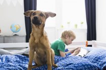 Chien assis sur le lit avec garçon en utilisant une tablette numérique sur le fond — Photo de stock