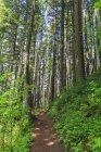 EUA, Oregon, Condado de Multnomah, Columbia River Gorge, trilha de caminhada na floresta — Fotografia de Stock
