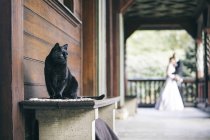 Gato preto sentado no banco enquanto casal nupcial no fundo assistindo — Fotografia de Stock