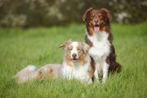 Due cani da pastore australiani seduti sul prato — Foto stock