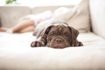Brown English Bulldog snoozing on the couch — Stock Photo