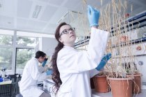 Technicien de laboratoire examinant la plante de blé avec un collègue sur fond — Photo de stock