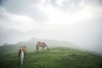 Austria, Kranzhorn, Cavalli al pascolo sui pascoli di montagna — Foto stock