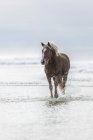 Brown horse running on a beach — Stock Photo