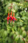 Close up of Fuchsia flowers growing in nature — Stock Photo