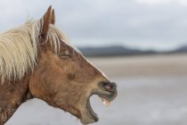Braune Pferde wiehern am Strand — Stockfoto